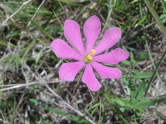 Sabatia gentianoides