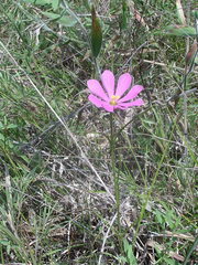 Sabatia gentianoides