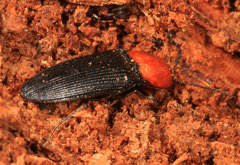 Ampedus rubricollis