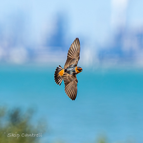 Cave Swallow (Petrochelidon fulva), photo 5