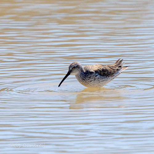 Stilt Sandpiper (Calidris himantopus), photo 9