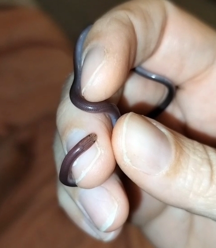 Puerto Rican Worm Snake