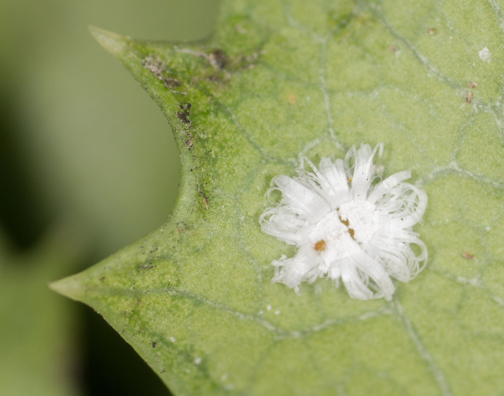 Hollyleaf Cherry Whitefly