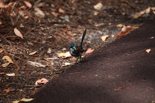 Red-winged Fairywren (Malurus elegans), photo 4