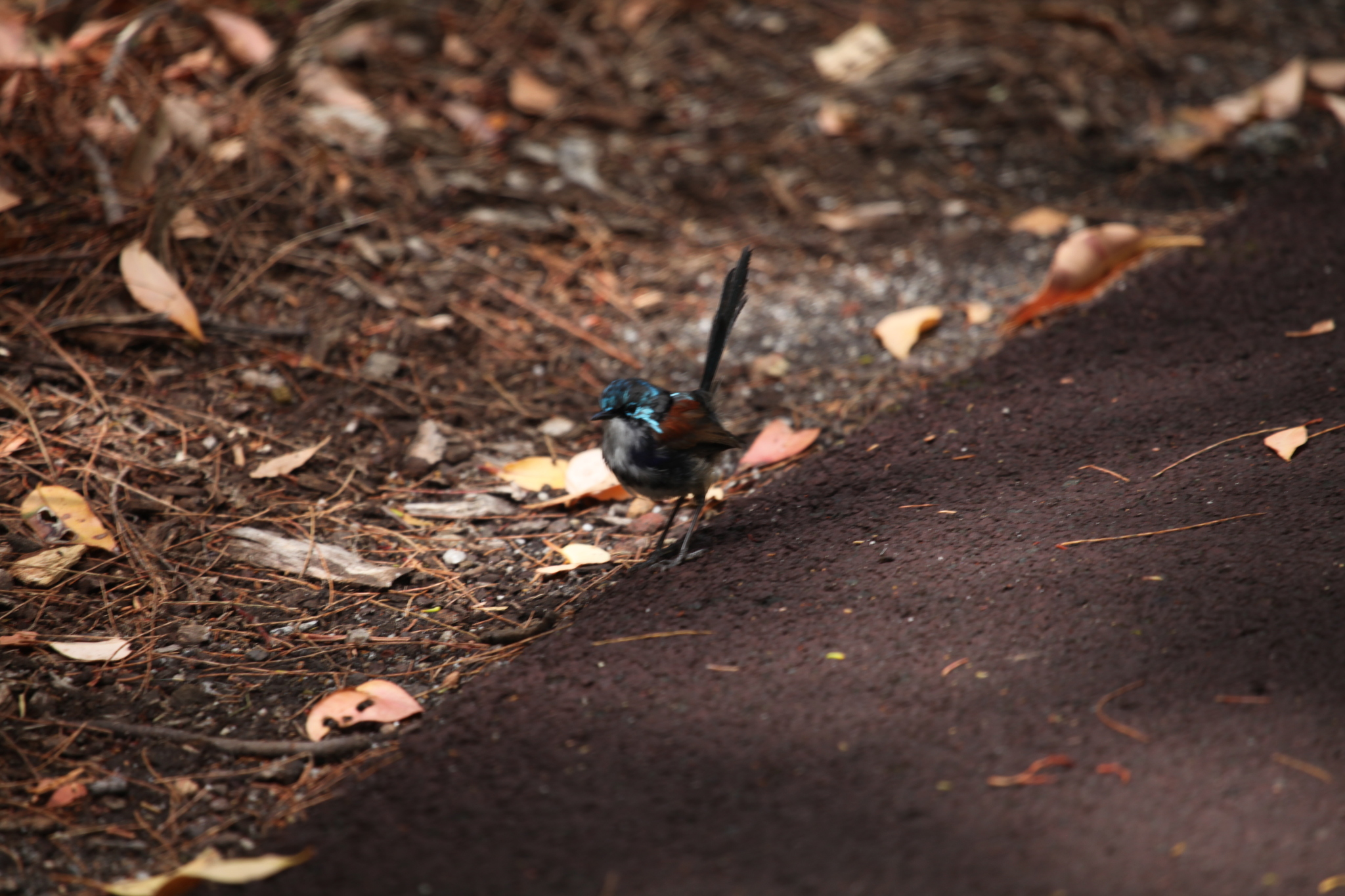 Red-winged Fairywren (Malurus elegans), photo 4