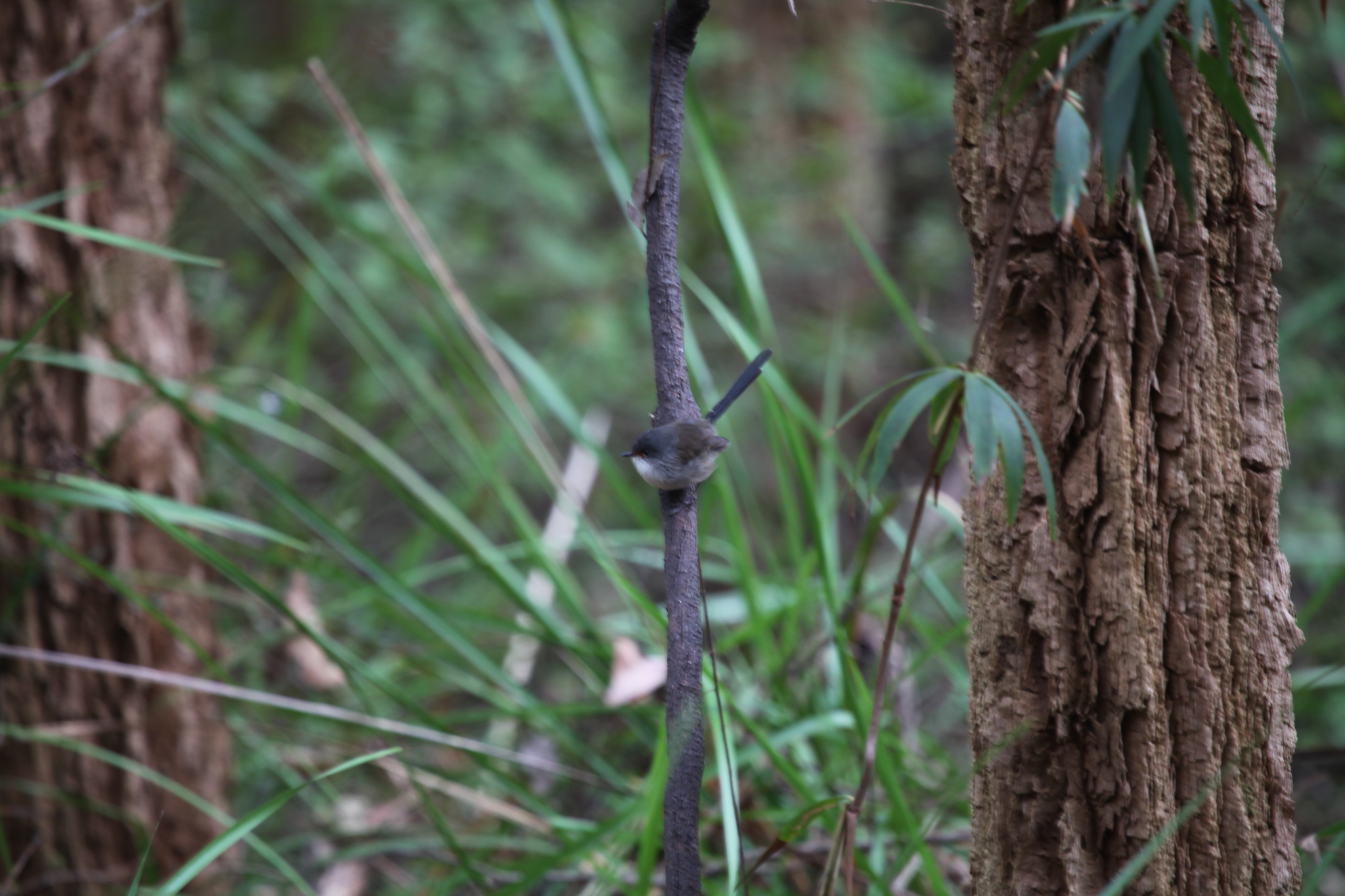 Red-winged Fairywren (Malurus elegans), photo 5