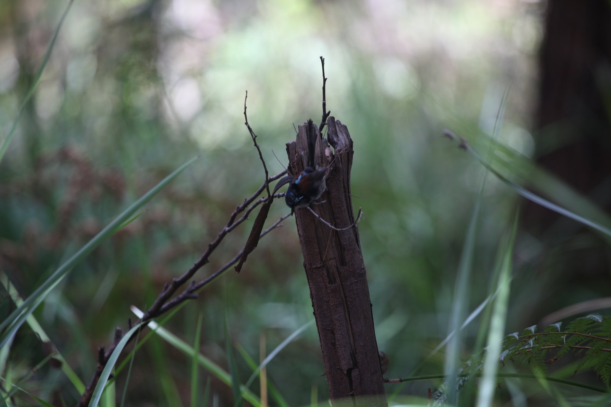 Red-winged Fairywren (Malurus elegans), photo 3