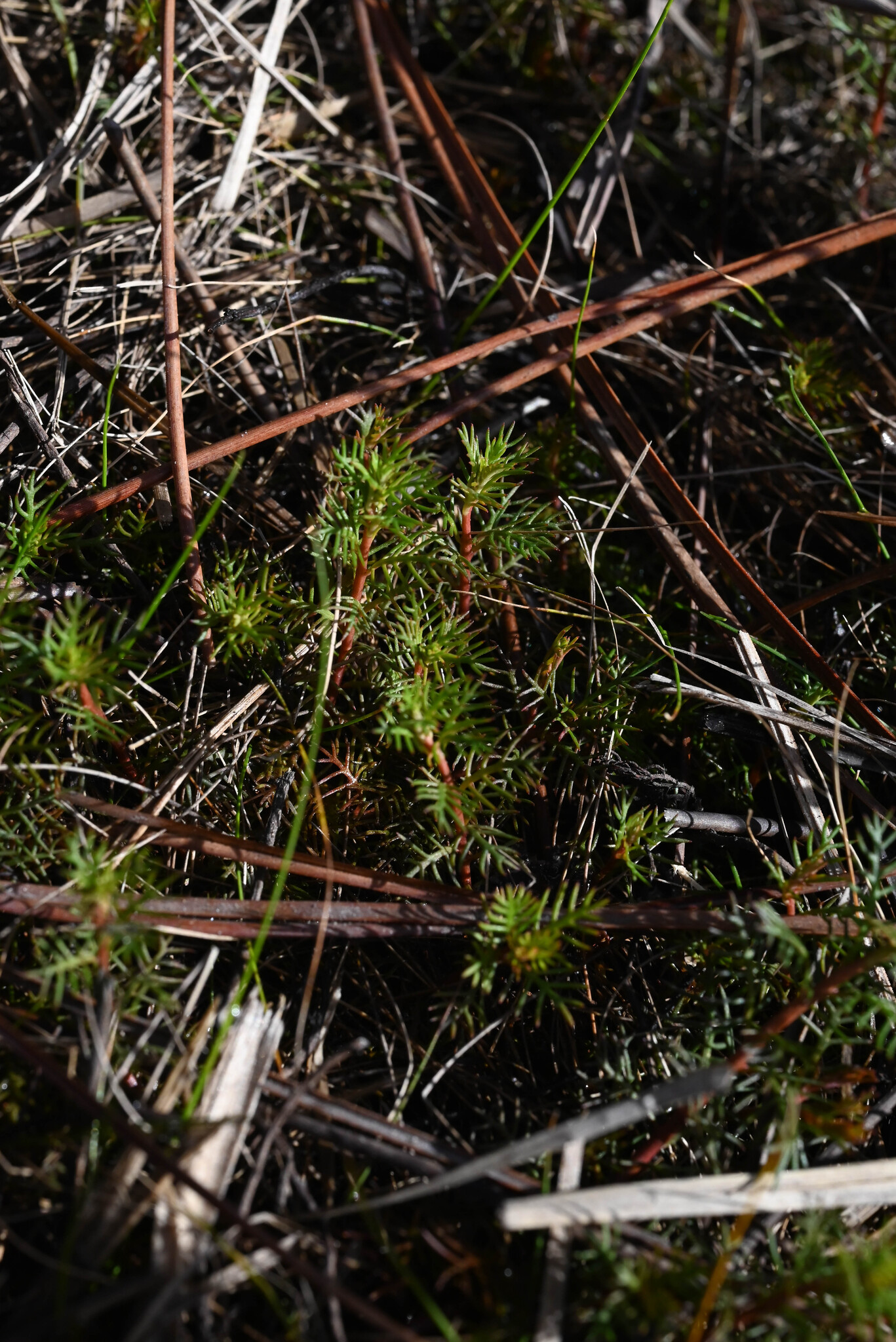 Combleaf Mermaidweed (Proserpinaca pectinata)