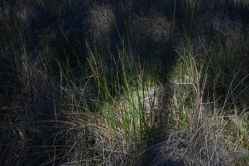 needlegrass rush (Juncus roemerianus)