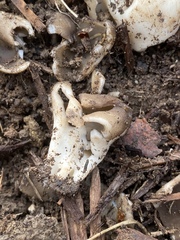 Helvellaceae