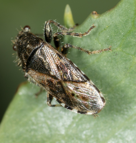 Nettle ground bug photo 4
