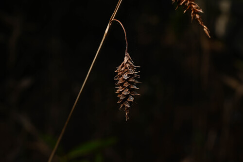 Southern Waxy Sedge (Carex glaucescens)