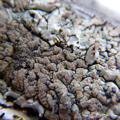 Hypogymnia austerodes