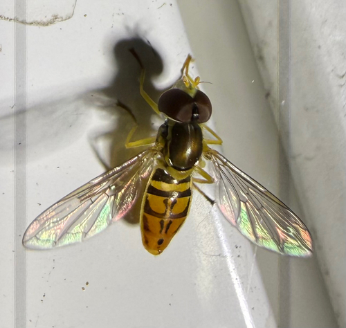 Unknown species found near Roberta Dr, San Mateo, CA, US