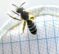 Halictus rubicundus