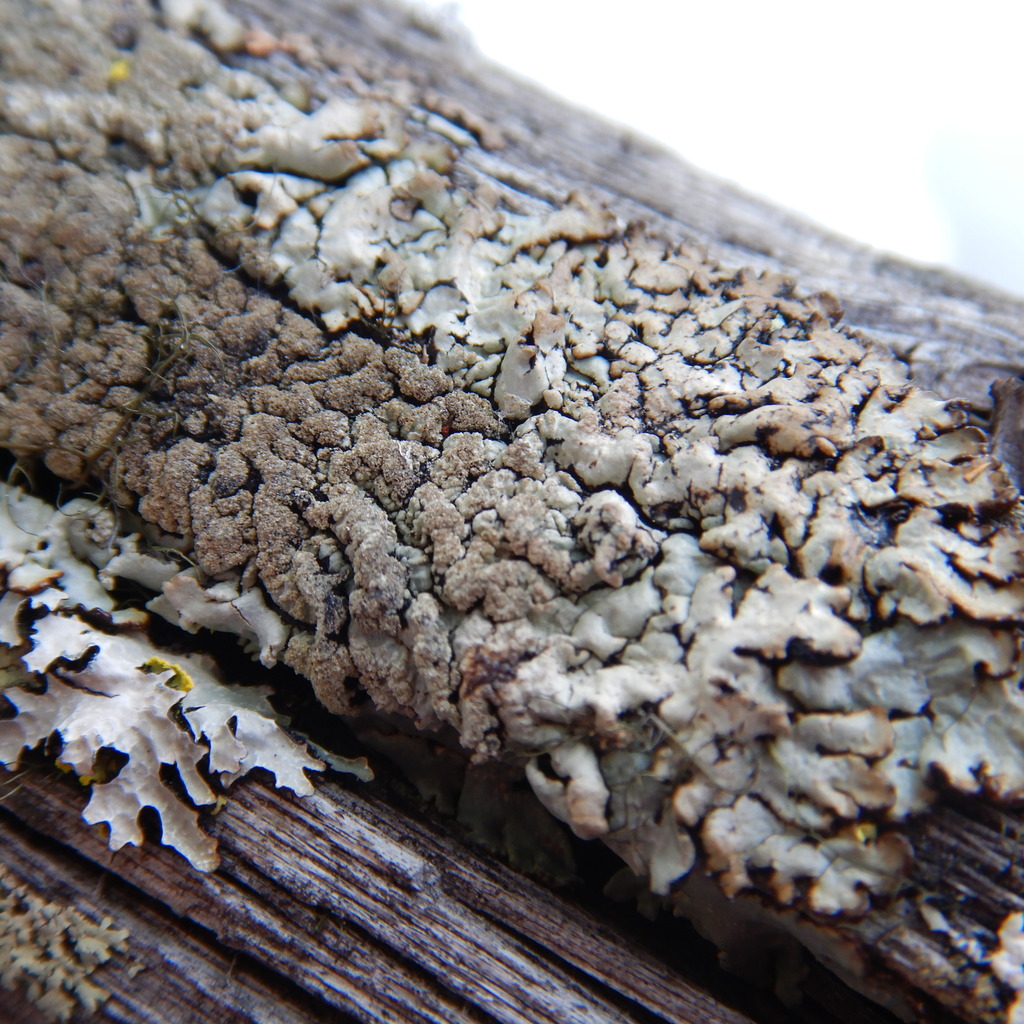 Varnished Tube Lichen