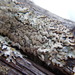 Varnished Tube Lichen - Photo (c) jozien, some rights reserved (CC BY-NC), uploaded by jozien