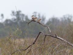 Malurus cyaneus