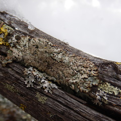 Hypogymnia austerodes