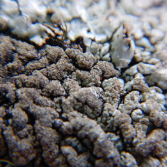 Hypogymnia austerodes