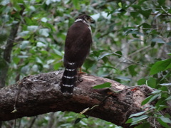 Micrastur ruficollis