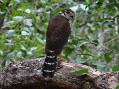 Micrastur ruficollis