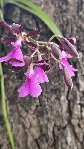 Large-Lipped Encyclia (Encyclia cordigera)