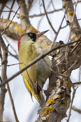 Picus viridis