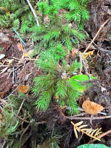 Dendroligotrichum dendroides observed 2026-03-11