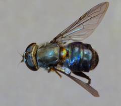 Helophilus hochstetteri