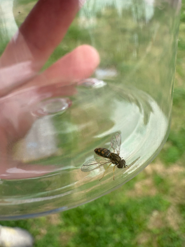 Unknown species found near Wheat St, Columbia, SC, US