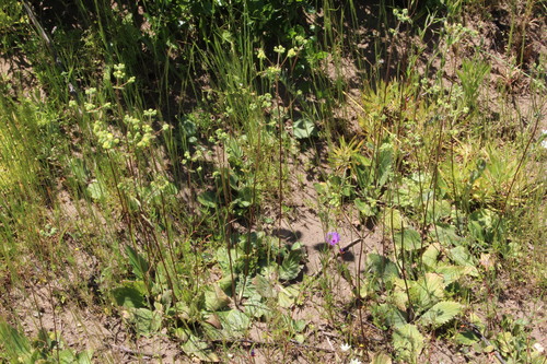 Calceolaria nudicaulis (Calceolaria nudicaulis)