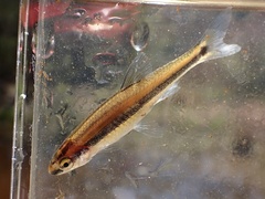 Bluehead Shiner photo 1