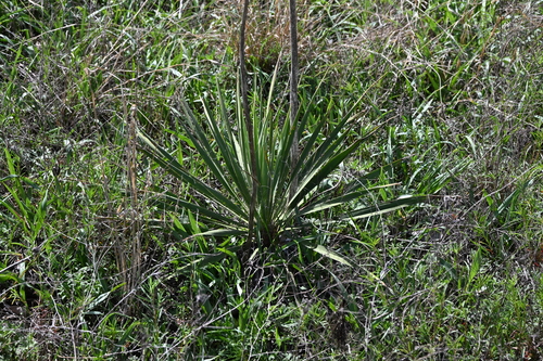 Arkansas Yucca (Yucca arkansana)