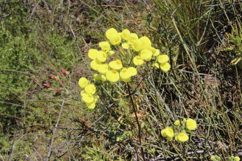 Calceolaria nudicaulis (Calceolaria nudicaulis)