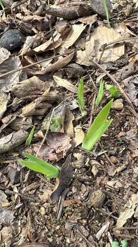 Crested iris