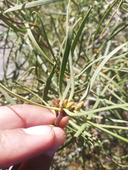 Colliguaja integerrima