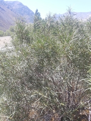 Colliguaja integerrima