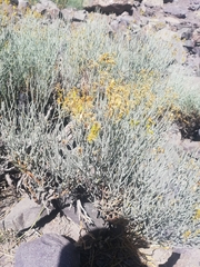Gymnophyton isatidicarpum