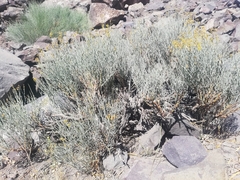 Gymnophyton isatidicarpum