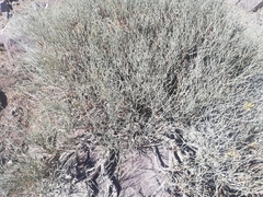 Gymnophyton isatidicarpum