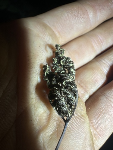 Notholaena californica, 2026-03-18