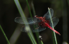 Erythrodiplax ines