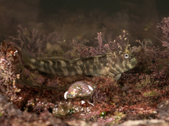 Stellar Rockskipper photo 2