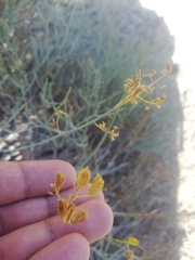 Gymnophyton isatidicarpum