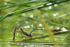 Oxyallagma dissidens