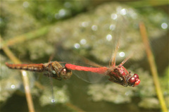 Sympetrum gilvum