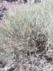 Gymnophyton isatidicarpum