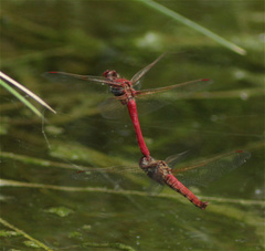 Sympetrum gilvum