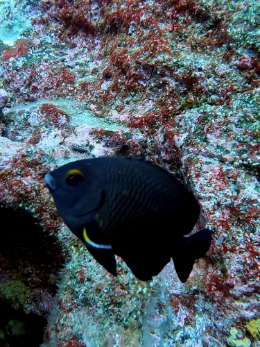 Stegastes beebei